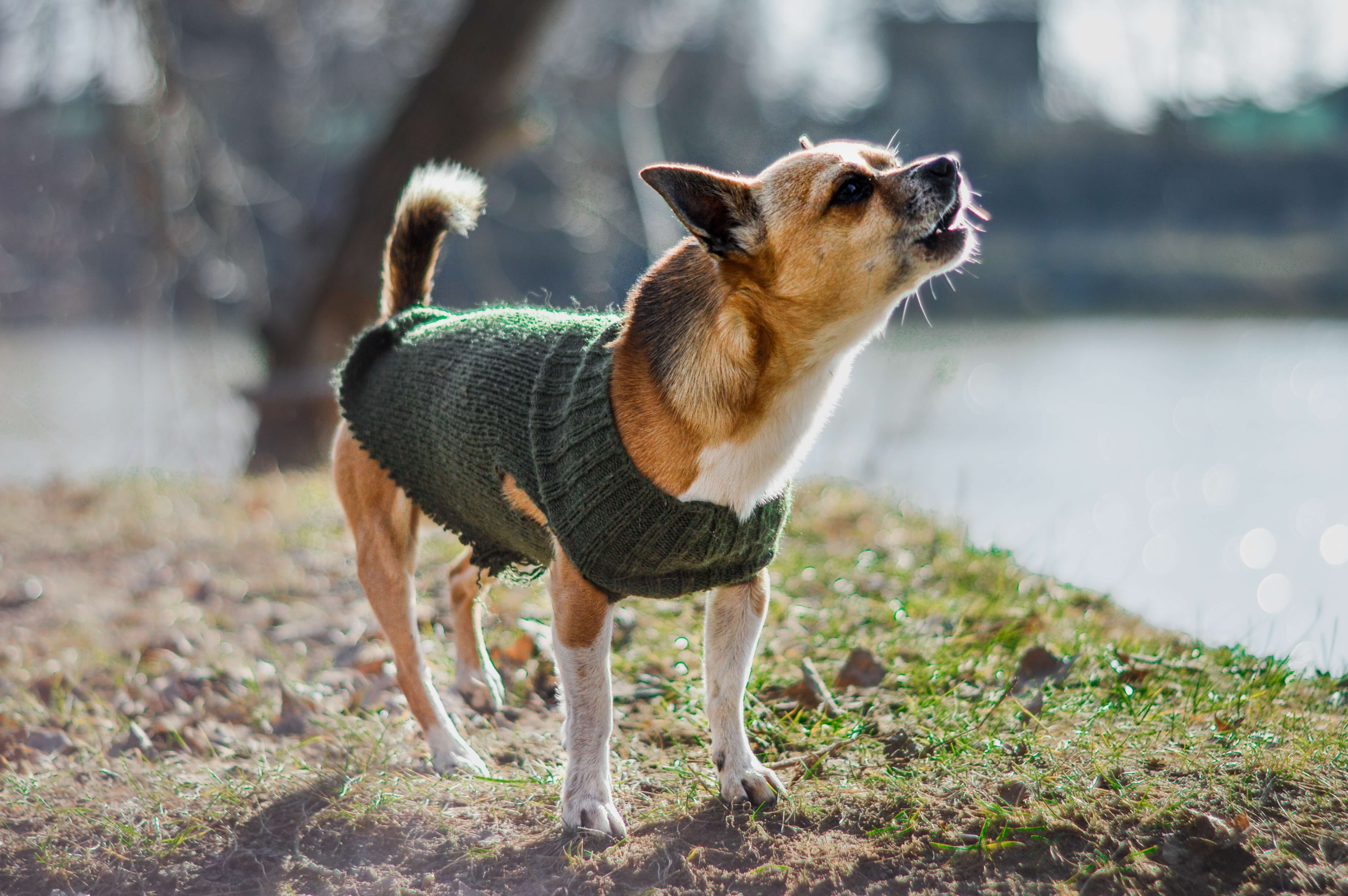 How to Teach Your Dog to Stop Barking Excessively