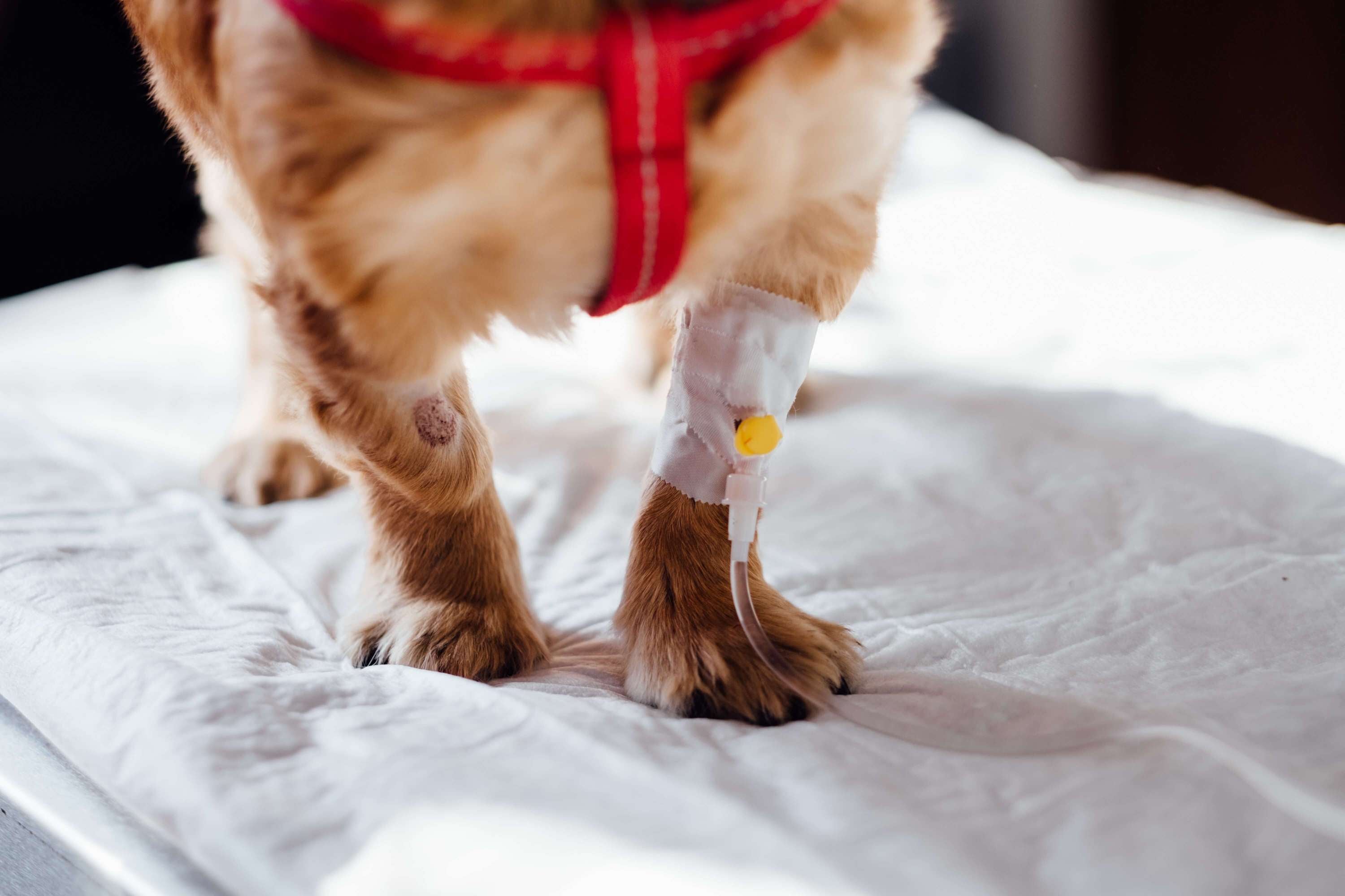 5 common health problems in dogs and how to prevent them
