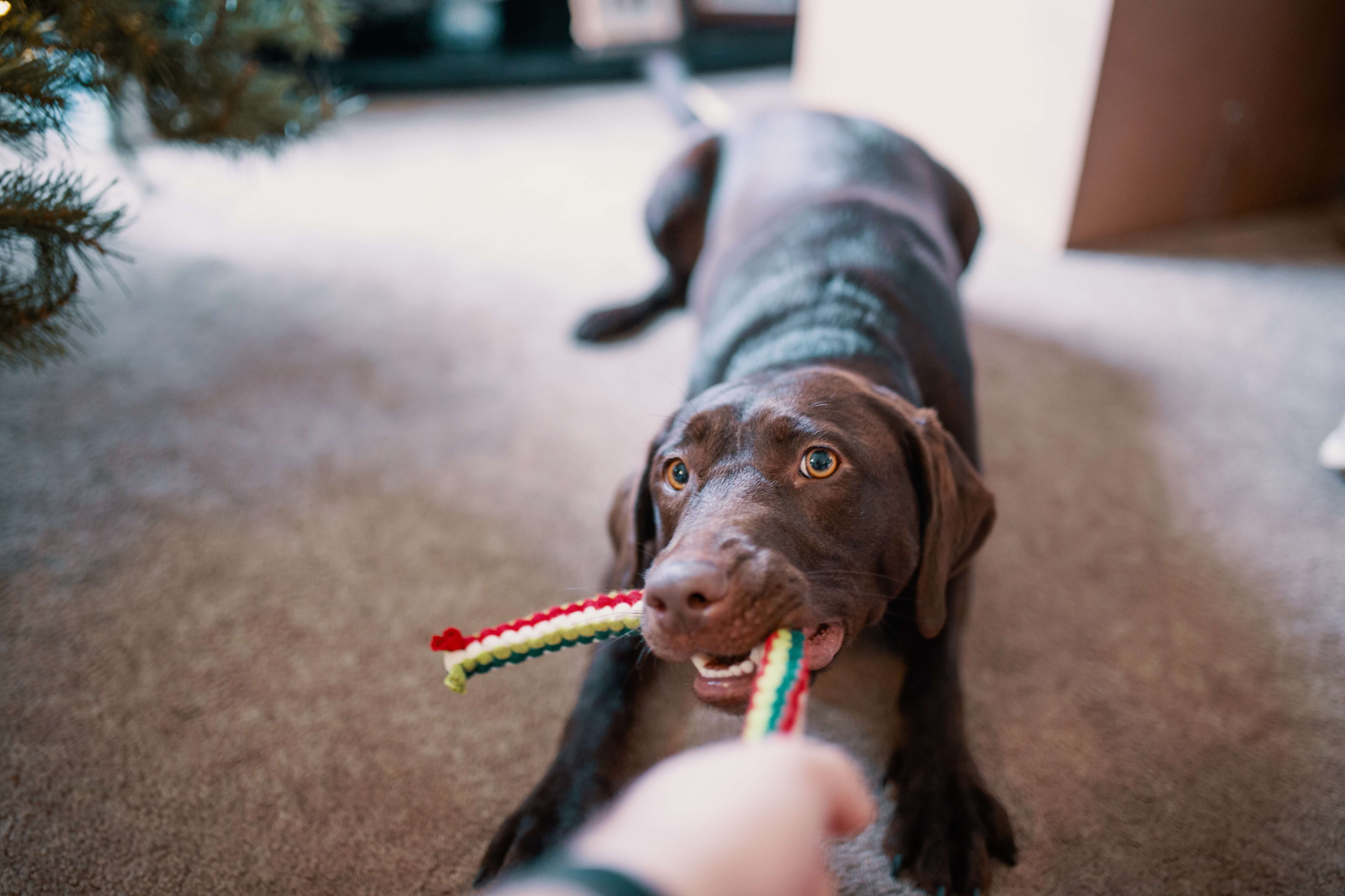 10 Fun and Stimulating Games to Play with Your Dog at Home