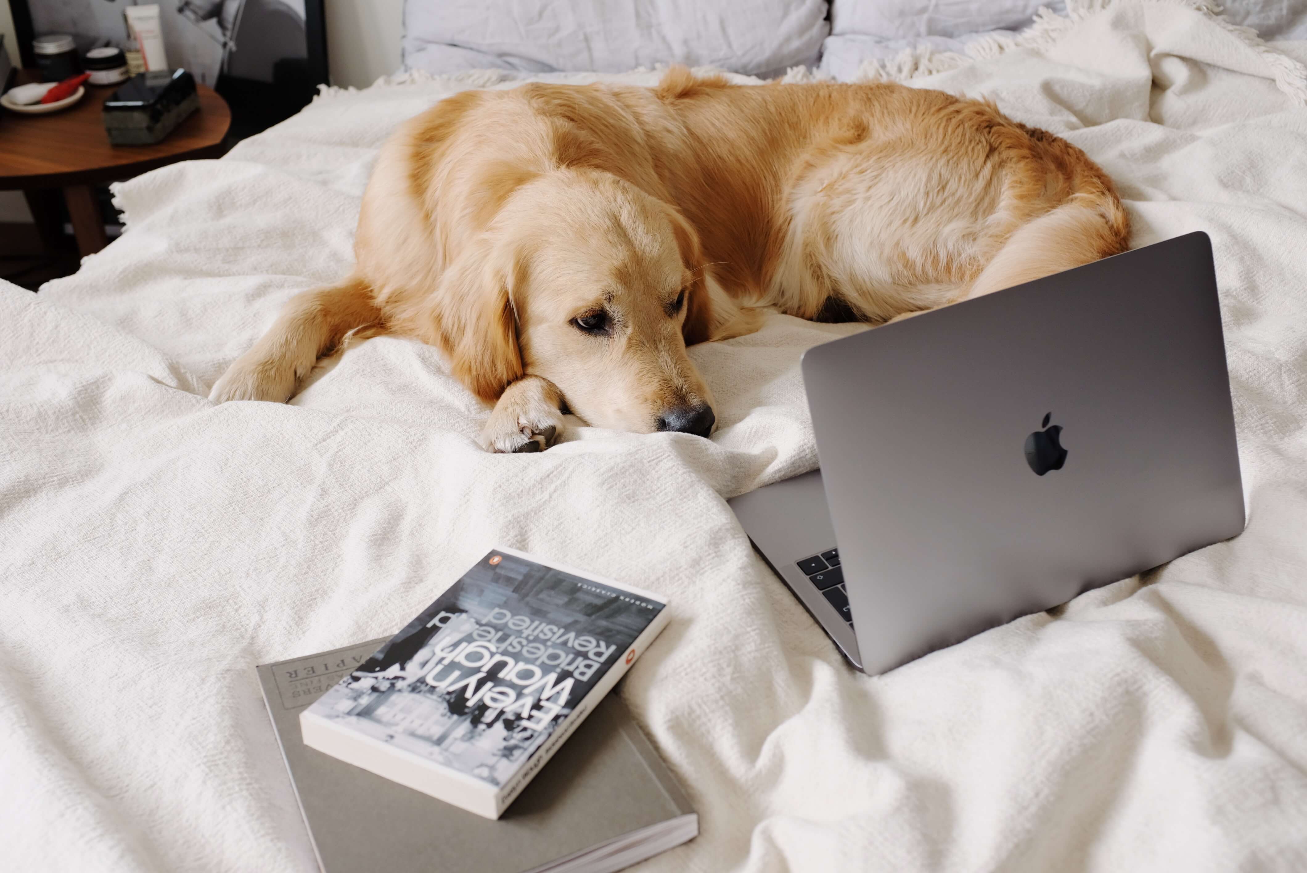 Understanding Separation Anxiety in Dogs: Causes, Symptoms, and Treatment Options