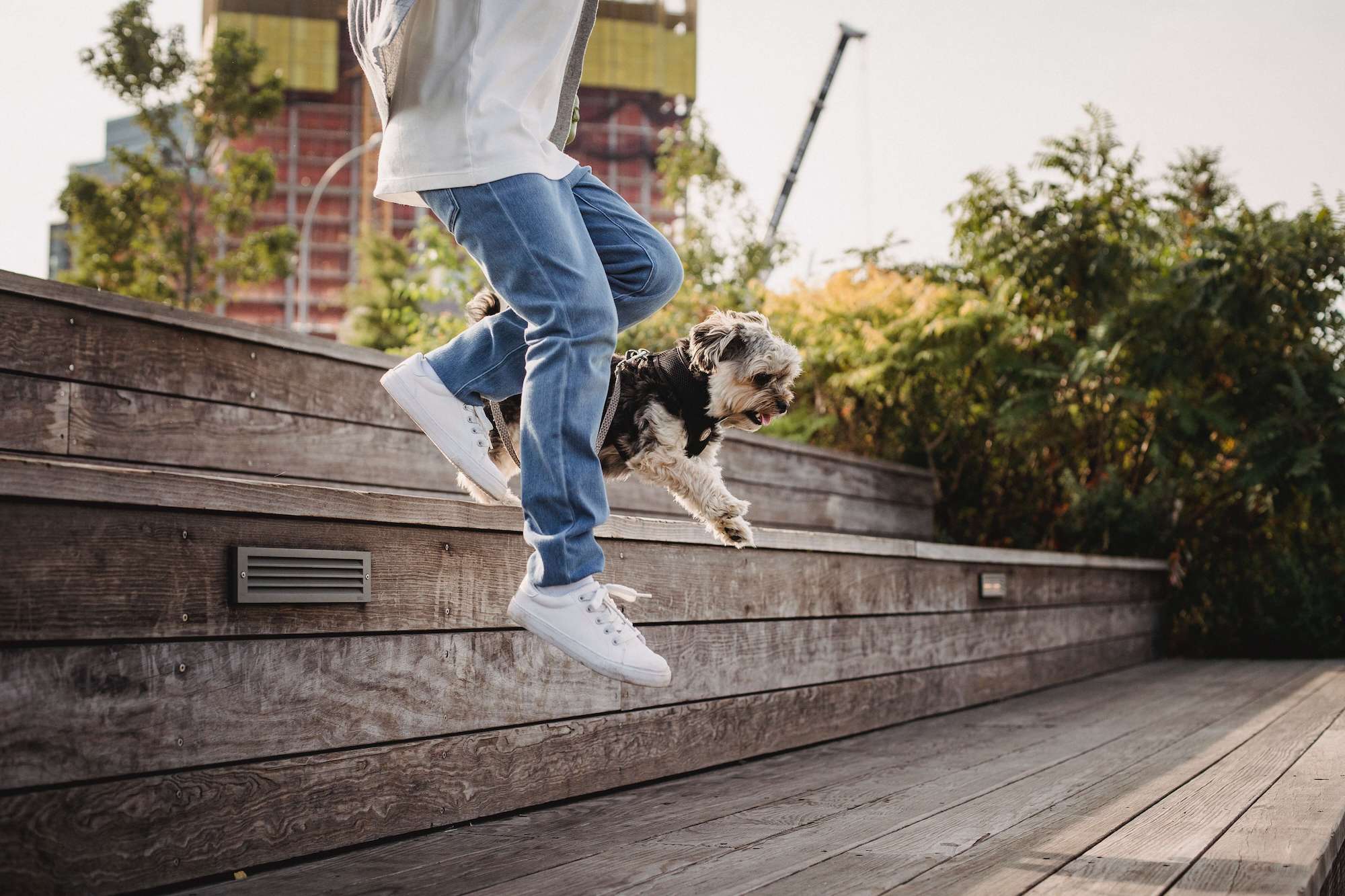 The benefits of using high-quality dog supplements for joint health